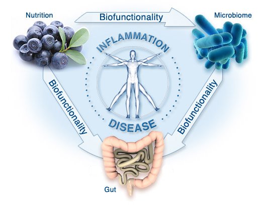 biome inflammation diet