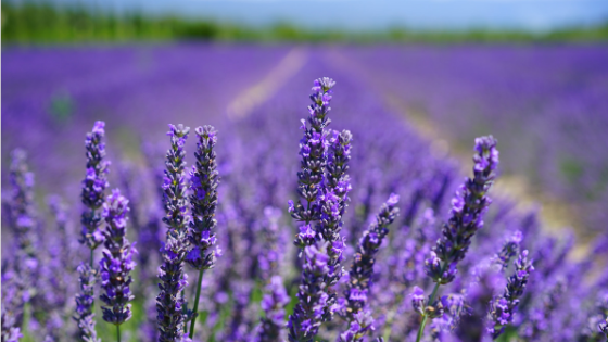 Lavender Oil's Effects on Anxiety